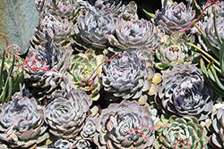 Blue Heron Echeveria (Echeveria 'Blue Heron') at Sargent's Nursery