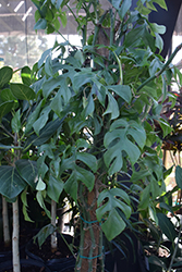 Mini Monstera (Rhaphidophora tetrasperma) at Sargent's Nursery