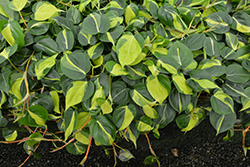 Brasil Philodendron (Philodendron hederaceum 'Brasil') at Sargent's Nursery