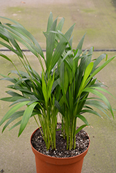Areca Palm (Dypsis lutescens) at Sargent's Nursery