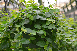 Creeping Fig (Ficus repens) at Sargent's Nursery