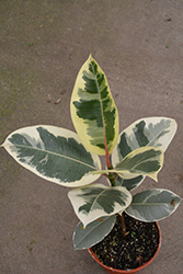 Chroma Tineke Rubber Plant (Ficus elastica 'Tineke') at Sargent's Nursery