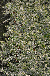 Variegated Creeping Fig (Ficus pumila 'Variegata') at Sargent's Nursery