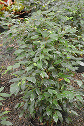 Weeping Fig (Ficus benjamina) at Sargent's Nursery