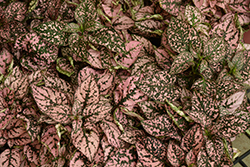 Polka Dot Plant (Hypoestes phyllostachya) at Sargent's Nursery