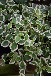 Variegated Creeping Fig (Ficus pumila 'Variegata') at Sargent's Nursery