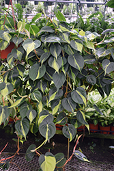 Lemon Stripe Philodendron (Philodendron hederaceum 'Lemon Stripe') at Sargent's Nursery