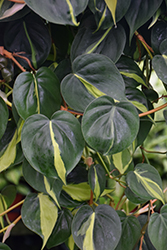 Lemon Stripe Philodendron (Philodendron hederaceum 'Lemon Stripe') at Sargent's Nursery