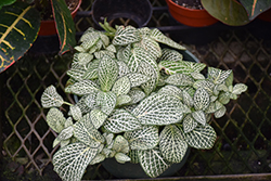 Mini White Nerve Plant (Fittonia 'Mini White') at Sargent's Nursery