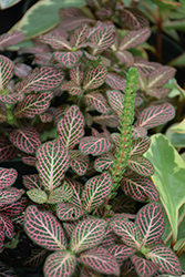 Red Anne Nerve Plant (Fittonia 'Red Anne') at Sargent's Nursery