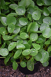 Chinese Money Plant (Pilea peperomioides) at Sargent's Nursery