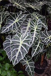 Polly Amazon Elephant's Ear (Alocasia amazonica 'Polly') at Sargent's Nursery