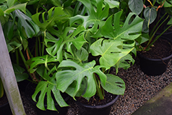 Adanson's Swiss Cheese Vine (Monstera adansonii) at Sargent's Nursery