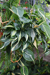 Rio Philodendron (Philodendron hederaceum 'Rio') at Sargent's Nursery