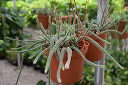 Rat Tail Cactus (Aporocactus flagelliformis) at Sargent's Nursery