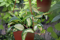 Tricolor Wax Plant (Hoya carnosa 'Tricolor') at Sargent's Nursery