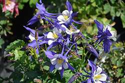Kirigami Deep Blue and White Columbine (Aquilegia caerulea 'Kirigami Deep Blue and White') at Sargent's Nursery