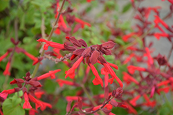 Roman Red Salvia (Salvia 'Roman Red') at Sargent's Nursery