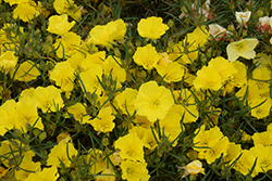 Ladybird Sunglow Texas Primrose (Calylophus 'WNCYLASUN') at Sargent's Nursery