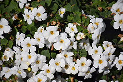 MegaCopa White Bacopa (Sutera cordata 'Balmecowite') at Sargent's Nursery