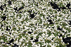 MegaCopa White Bacopa (Sutera cordata 'Balmecowite') at Sargent's Nursery