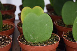 Sweetheart Plant (Hoya kerrii) at Sargent's Nursery