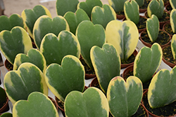 Variegated Sweetheart Plant (Hoya kerrii 'Variegata') at Sargent's Nursery