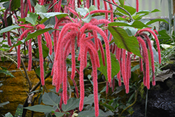 Firetail Chenille Plant (Acalypha hispida) at Sargent's Nursery