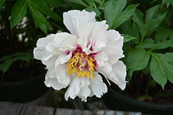 Cora Louise Peony (Paeonia 'Cora Louise') at Sargent's Nursery