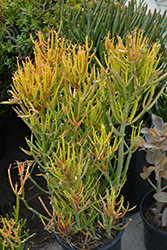 Pencil Tree (Euphorbia tirucalli) at Sargent's Nursery