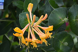 Mandarin Trumpet Honeysuckle (Lonicera 'Mandarin') at Sargent's Nursery