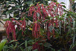 Firetail Chenille Plant (Acalypha hispida) at Sargent's Nursery