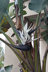 White Bird Of Paradise (Strelitzia nicolai) at Sargent's Nursery