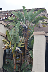 White Bird Of Paradise (Strelitzia nicolai) at Sargent's Nursery