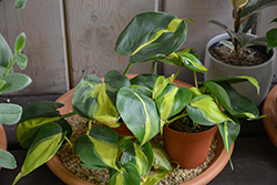 Brasil Philodendron (Philodendron hederaceum 'Brasil') at Sargent's Nursery