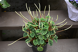 Ripple Peperomia (Peperomia caperata) at Sargent's Nursery