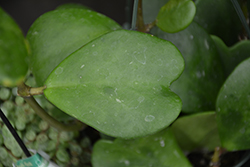 Sweetheart Plant (Hoya kerrii) at Sargent's Nursery