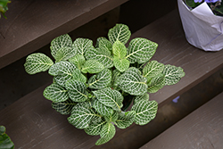 White Nerve Plant (Fittonia 'White') at Sargent's Nursery