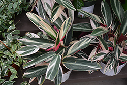 Triostar Stromanthe (Stromanthe sanguinea 'Triostar') at Sargent's Nursery