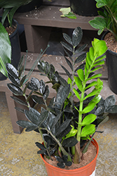 Raven ZZ Plant (Zamioculcas zamiifolia 'Dowon') at Sargent's Nursery