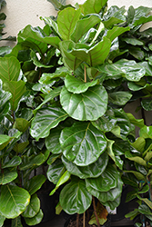 Column Fiddle Leaf Fig (Ficus lyrata 'Column') at Sargent's Nursery