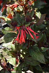 Firecracker Fuchsia (Fuchsia triphylla 'Firecracker') at Sargent's Nursery