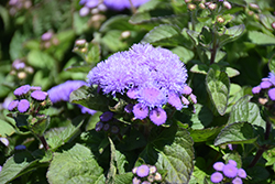Aloha Blue Flossflower (Ageratum 'Aloha Blue') at Sargent's Nursery