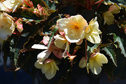 Florencio Yellow Begonia (Begonia 'Florencio Yellow') at Sargent's Nursery