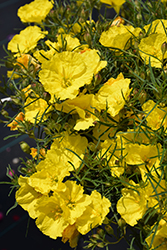 Ladybird Sunglow Texas Primrose (Calylophus 'WNCYLASUN') at Sargent's Nursery