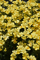 Sunsatia Lemon Nemesia (Nemesia 'Sunsatia Lemon') at Sargent's Nursery