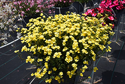 Sunsatia Lemon Nemesia (Nemesia 'Sunsatia Lemon') at Sargent's Nursery