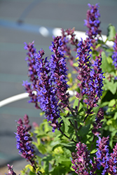 Midnight Purple Meadow Sage (Salvia nemorosa 'Midnight Purple') at Sargent's Nursery