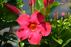 Bella Hot Pink Mandevilla (Mandevilla 'Bella Hot Pink') at Sargent's Nursery