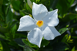 Bella White Mandevilla (Mandevilla 'Bella White') at Sargent's Nursery